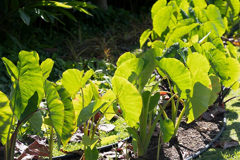 外来種の影響による固有種の減少が問題視されている。