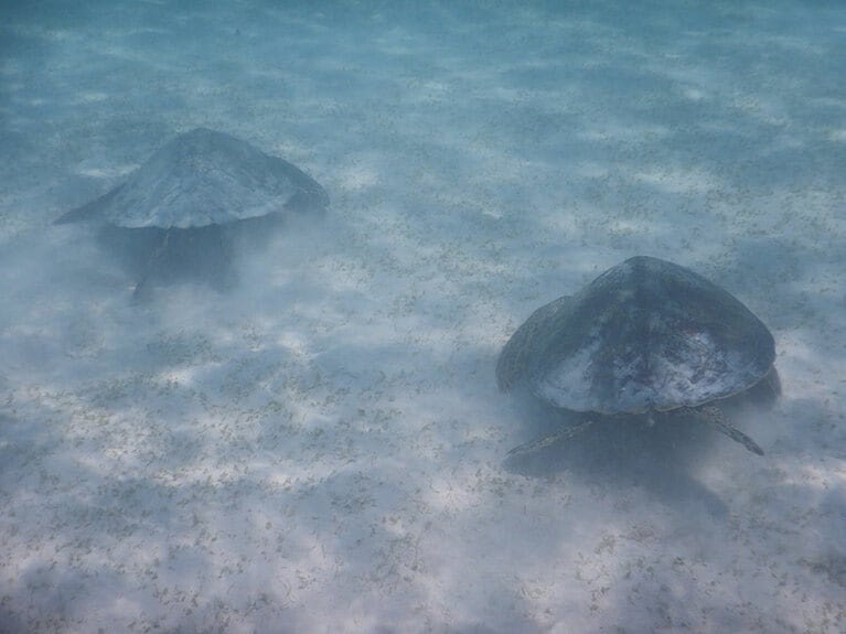 なんと2匹も！　藻場で食事中なのでしょうか。