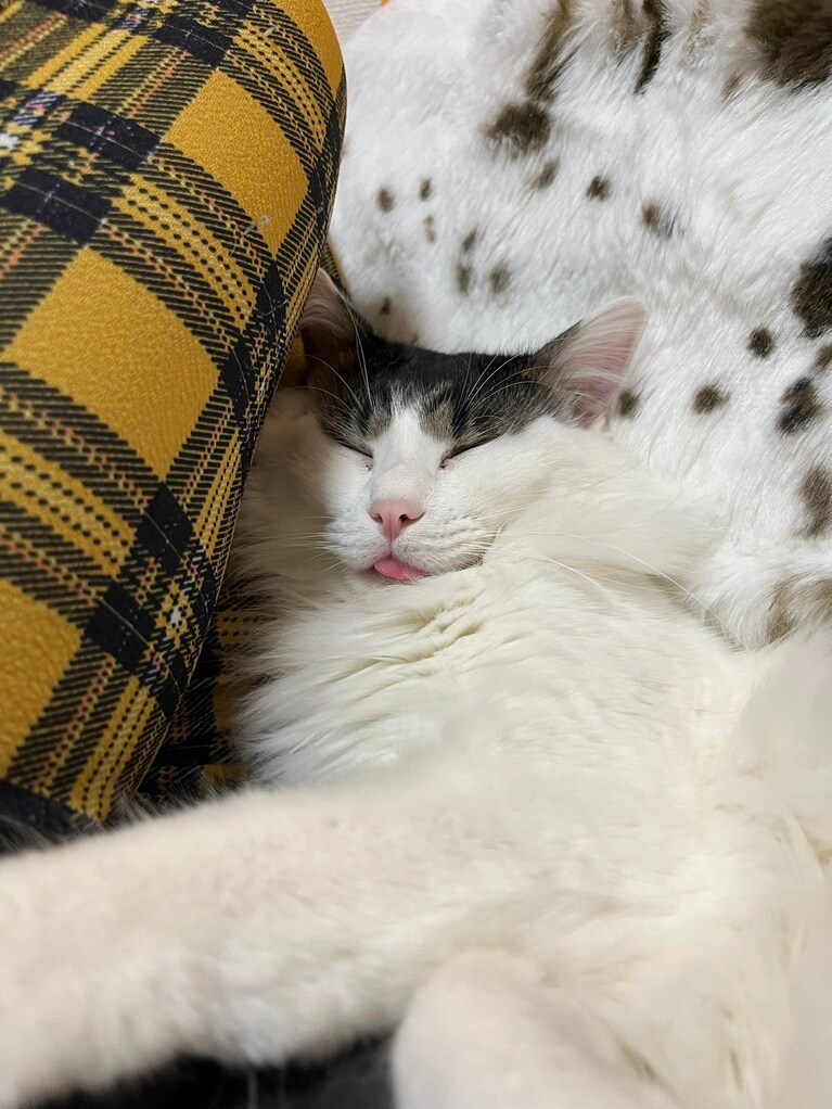 うちの子ベストショット⑤「遊び疲れたSmoky3」