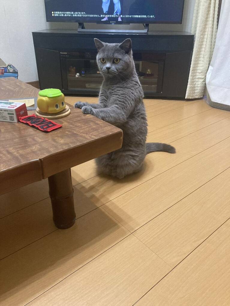 わさび ♀ 2歳。