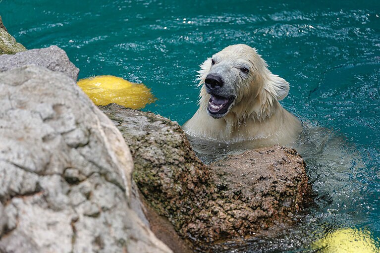 水遊びが大好きなライ。