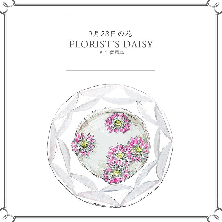 9月28日の花「キク 舞風車」