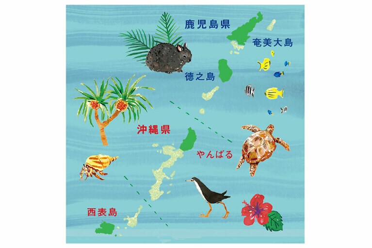 奄美大島／羽田、伊丹、鹿児島、那覇などの主要空港から直行便あり。 徳之島／鹿児島、奄美の各空港から直行便あり。 やんばる／那覇空港から車で約150分～。 西表島／石垣島から高速船で約40分。