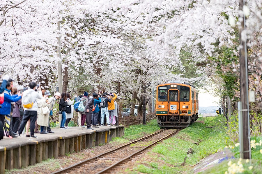 芦野公園の桜。