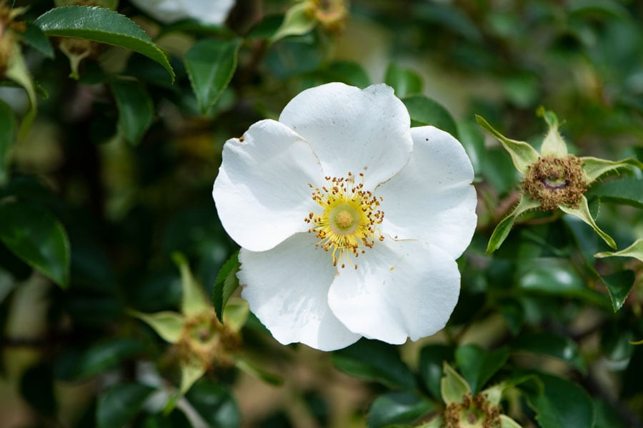 ナニワイバラ：中国中南部原産。常緑性のつるバラ。花色は白で鮮やかな金色の雄しべがある大輪の一重咲き。