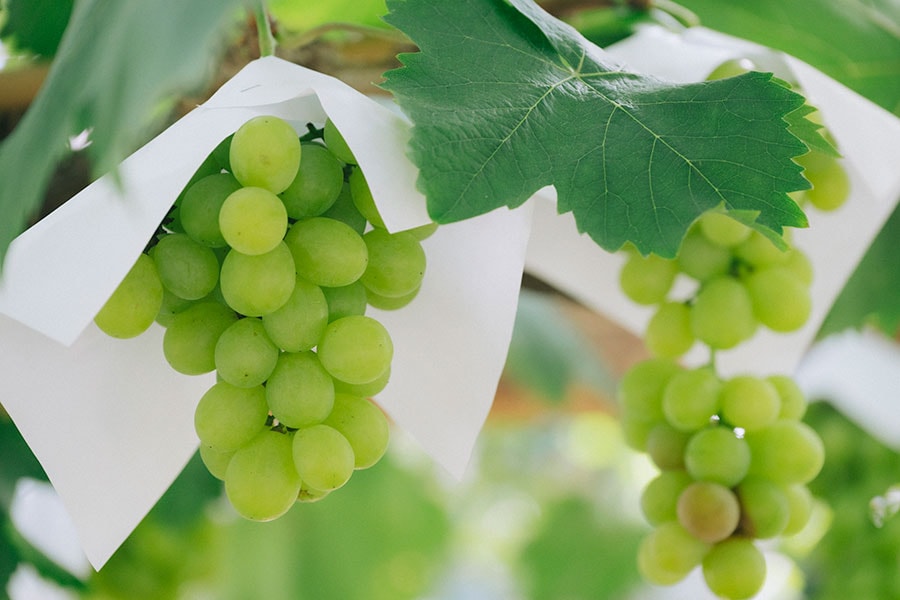 岡山で栽培がスタートして130年を超える「果物の女王」と呼ばれるマスカット・オブ・アレキサンドリア。