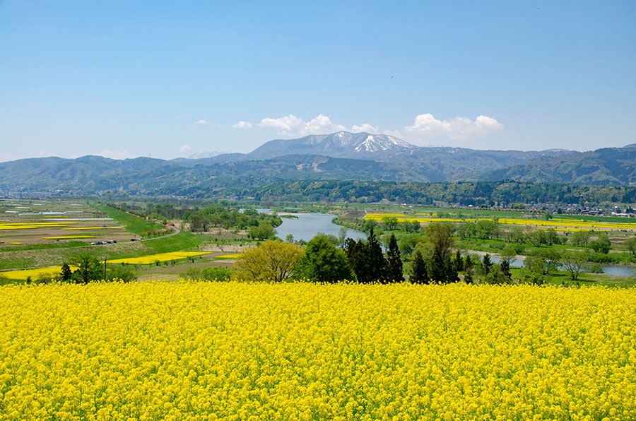 飯山市 菜の花公園。