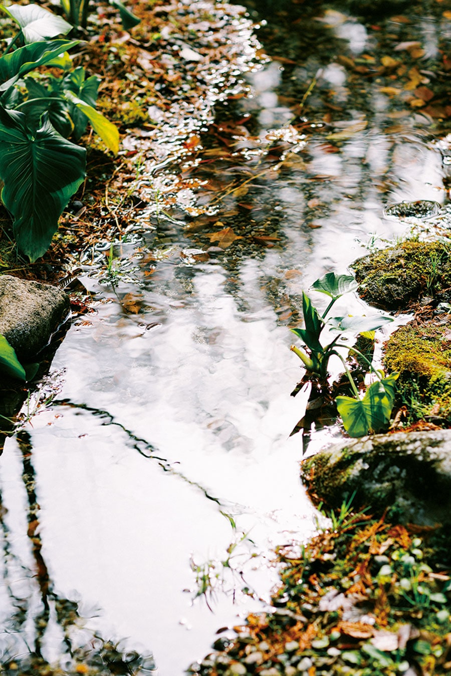 敷地内を小川が流れ、せせらぎの音が自然のBGMになっている。