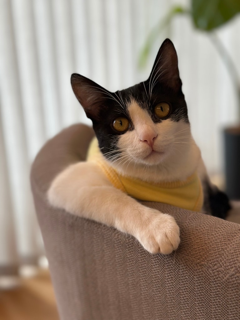 おもしろ猫部門4位：リリーちゃん ♀ 1歳。