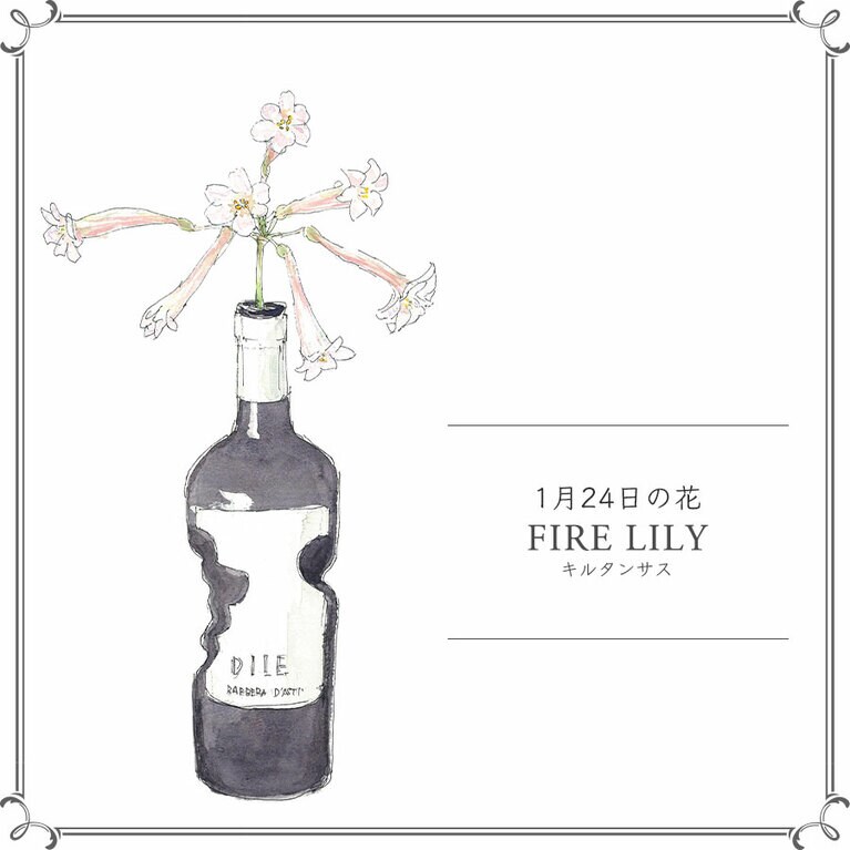 1月24日の花「キルタンサス」