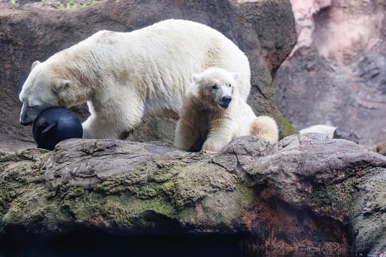 お母さんと比べると、まだまだ小さく見えるライ。