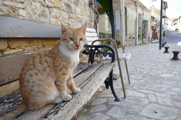 「横に座ってもいいニャ」。木のベンチは人間よりネコ優先？