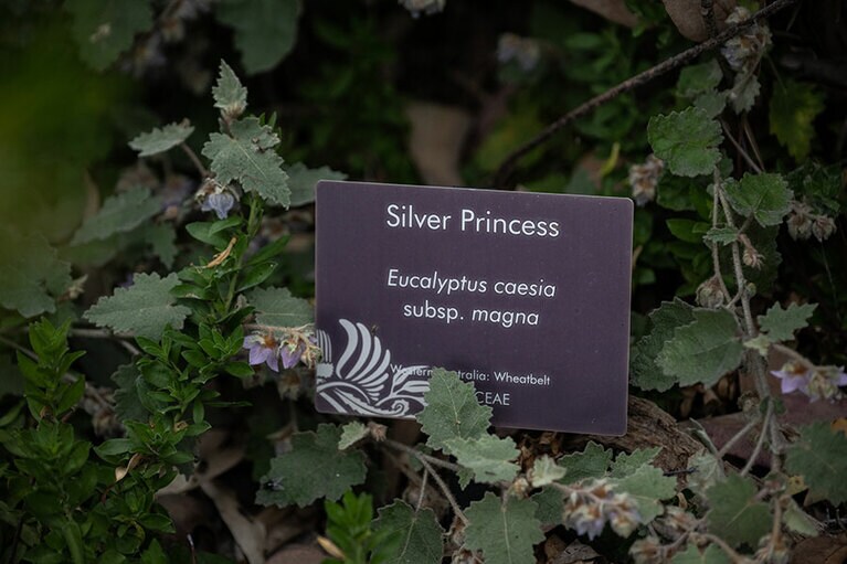 キングスパーク。