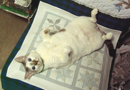 ルル ♂ 5歳。ねんねしているところを激写しようとしたら…目があった(笑)