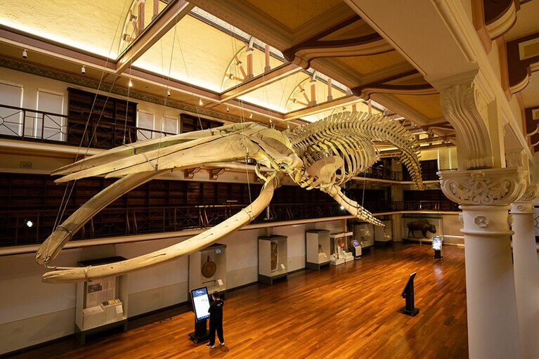 荘厳な空間につるされたクジラの“オットー”。