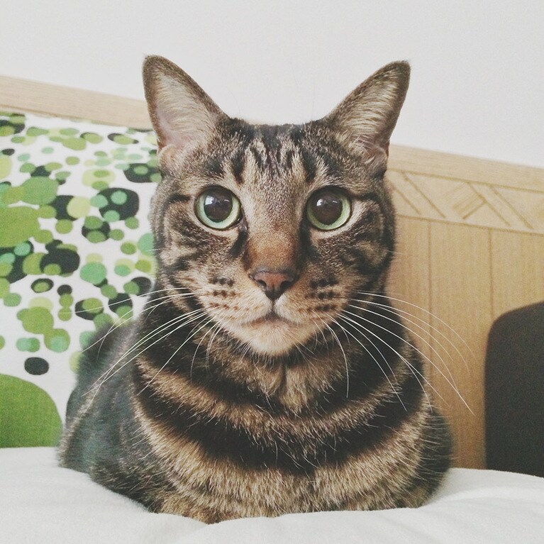 あじ ♂ 18歳。普段は硬派な猫がふと見せてしまった表情。