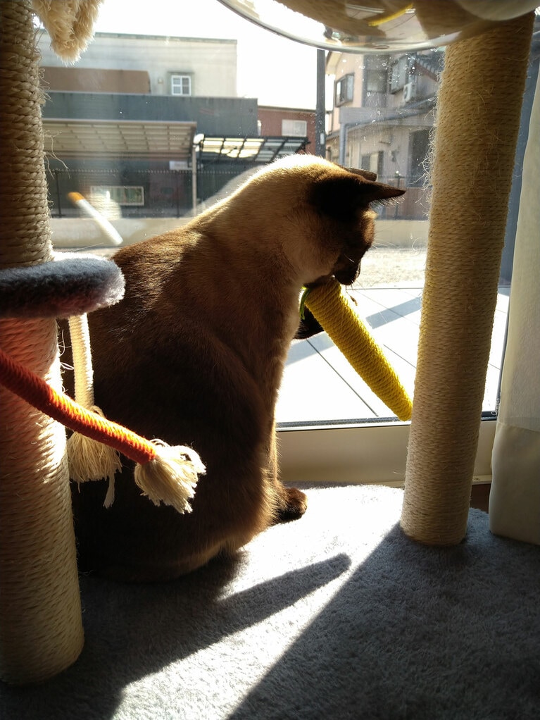 リズ ♀ 4歳。「新しく買ってきたトウモロコシ型の蹴りオモチャが気に入ったのか、かなりの時間遊んでる時に、空中で両手で掴むように遊んでいた瞬間があったので、連写したら撮れた1枚です。結構な時間遊んでいたのでお腹が空いて食べてるのかな？と思えて笑ってしまいました!!　あと！　影も相まって隠れて食べてるようにも見えて、お気に入りの1枚です!!」（飼い主さんより）。