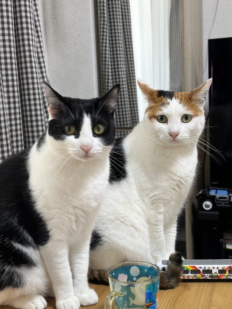 秋山寛貴さんの愛猫・キキちゃん（三毛）、ググちゃん（白黒）。