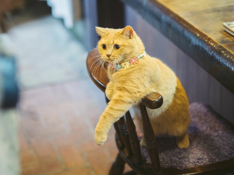 人懐こくて甘えん坊の香平くん。