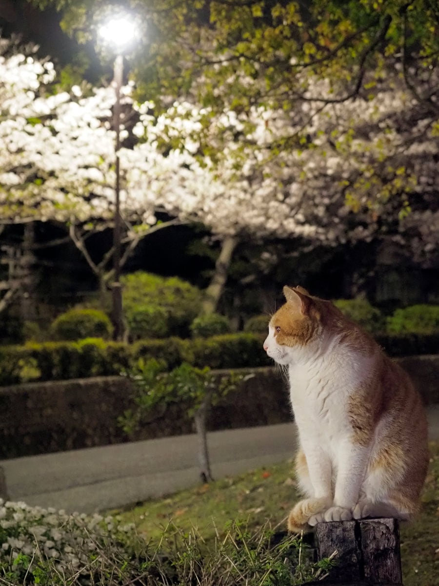 「今宵も『夜桜』を楽しむのニャ♪　風流なのニャ♪」