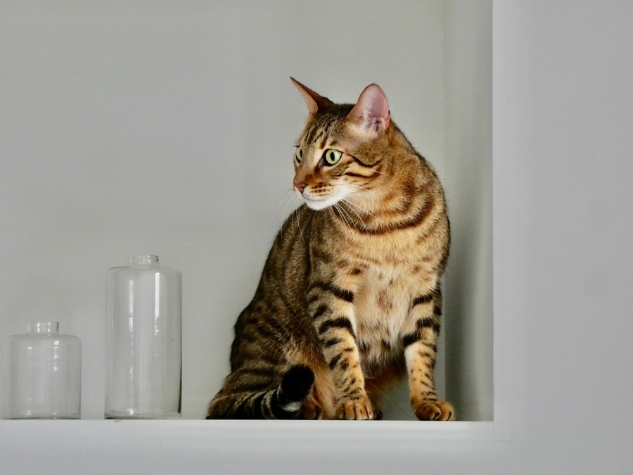 普段ならあきらめてしまう、高い棚の上にのぼった猫も望遠レンズを使えば美しく撮れる。この一枚は、LUMIX G VARIO 45-150mm／F4.0-5.6 ASPH.／MEGA O.I.S.（オープン価格）を使用：宮田さん撮影