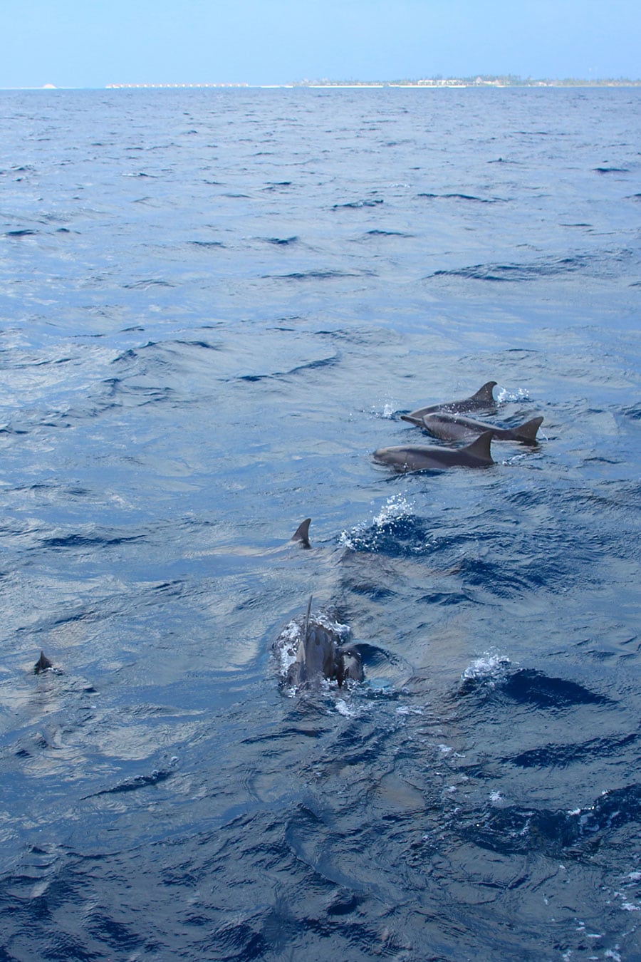 写真では分かりづらいが、水中に赤ちゃんイルカがいる。水面は波立っているけれど、たくさんのイルカが船に近づいてきてくれた！