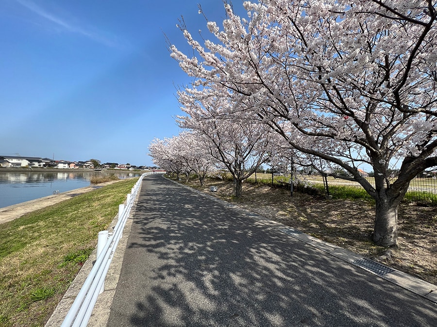 由良川沿い桜並木。写真提供：一般社団法人 北栄町観光協会