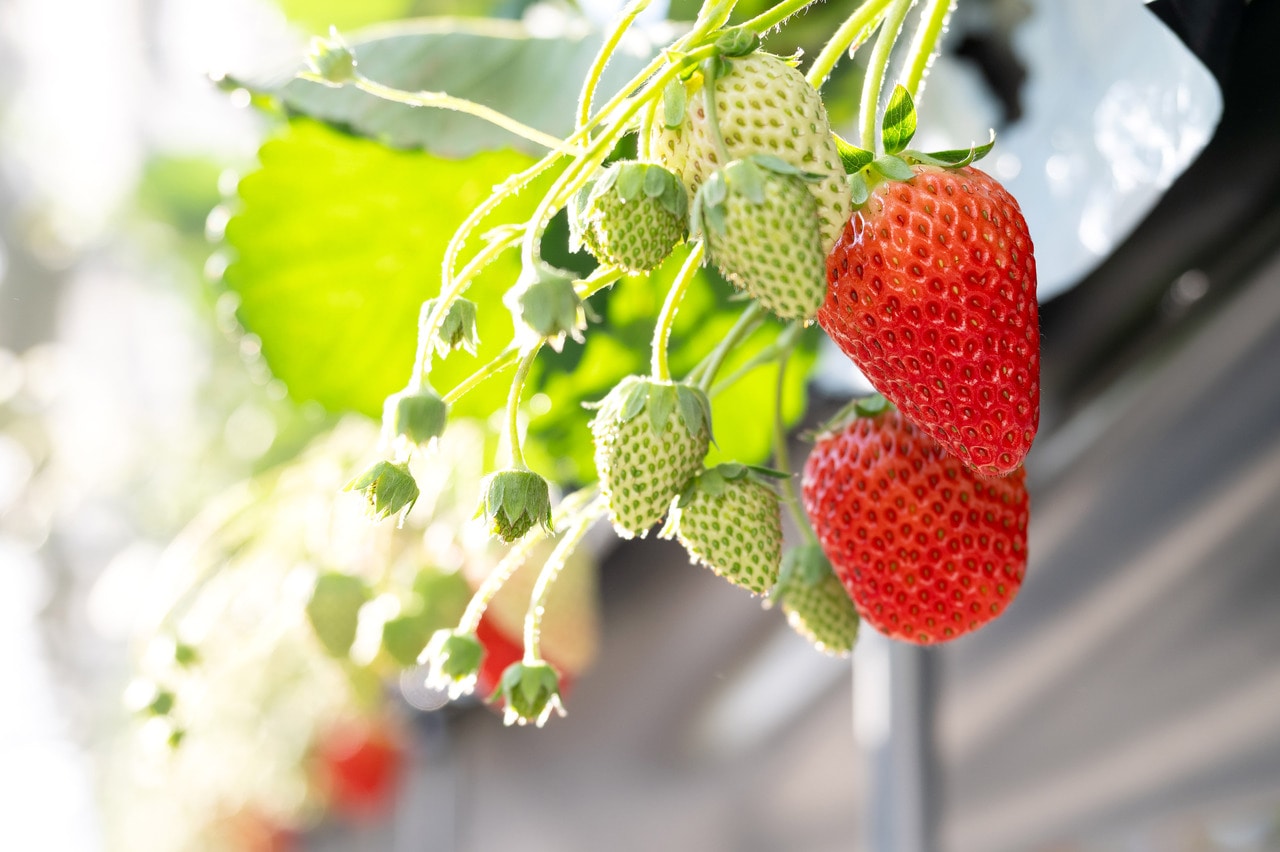 「紅ほっぺ」の甘くリッチな味わいは、生産者の努力の賜物。