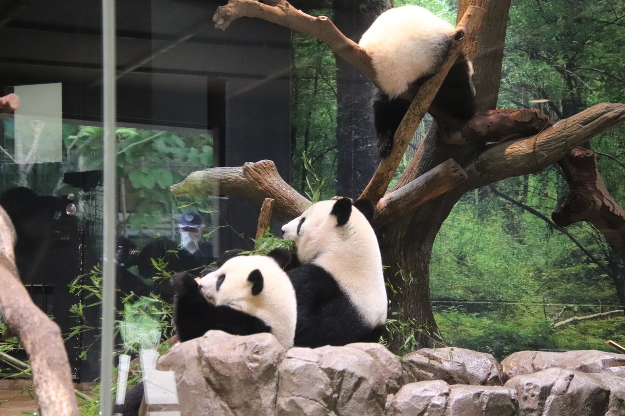 2022年8月6日撮影。シャオシャオが寝ているあいだ、レイレイ（左）がシンシン（右）の横にちょこんと座っている。