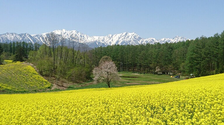 中山高原の菜の花と北アルプス。