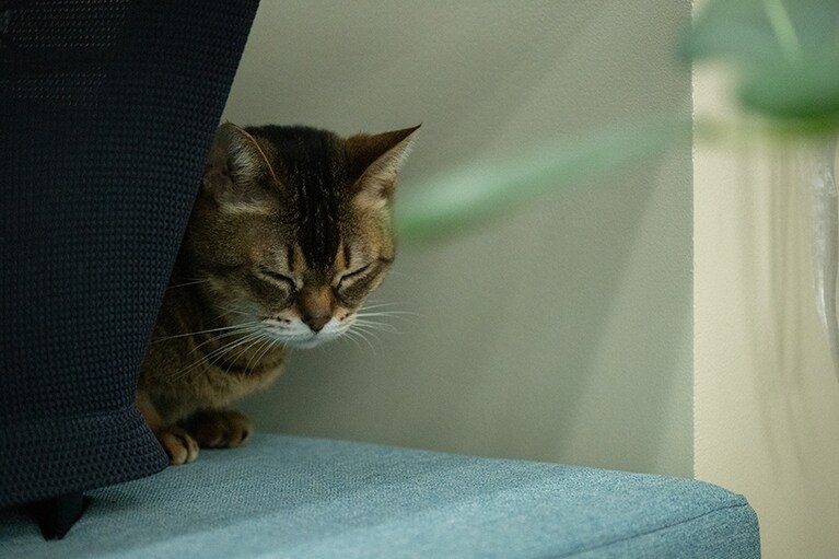 うとうと、眠ってしまいました。