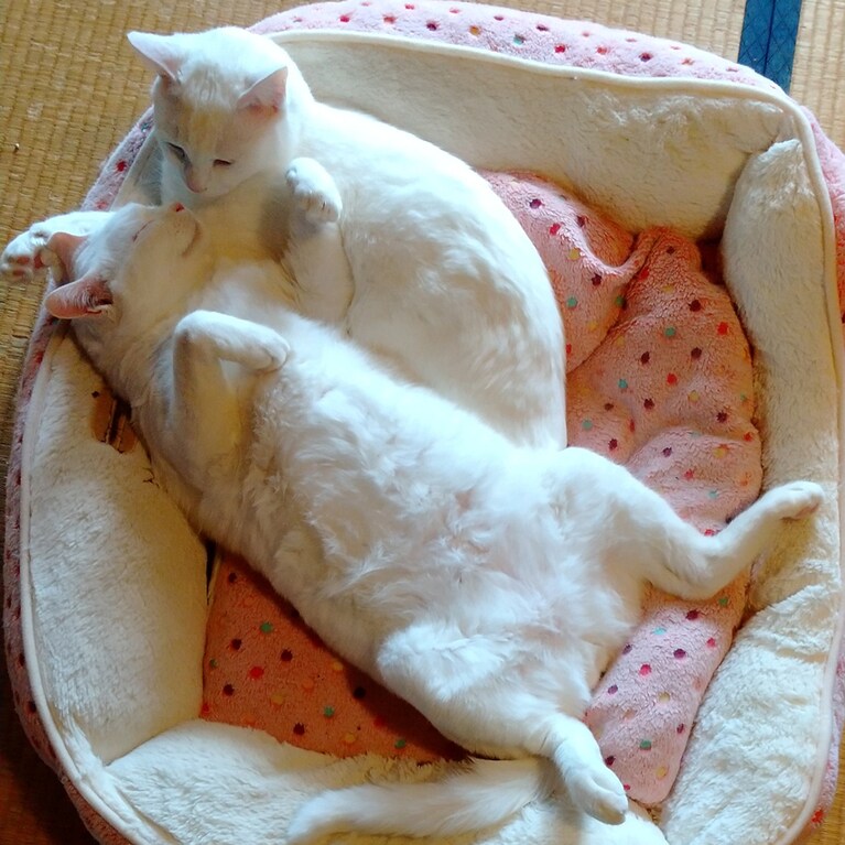 パンソーとスチロー ♂ 6歳。ケンカもするけど、仲良し兄弟です。