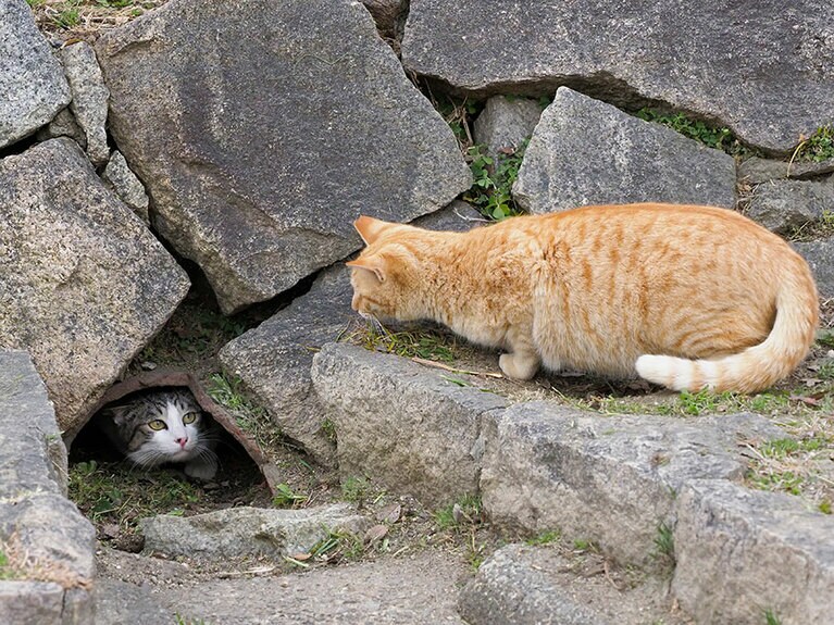 「工事のご挨拶に来ましたのニャ～～♪」「セールスならお断りなのニャ！」
