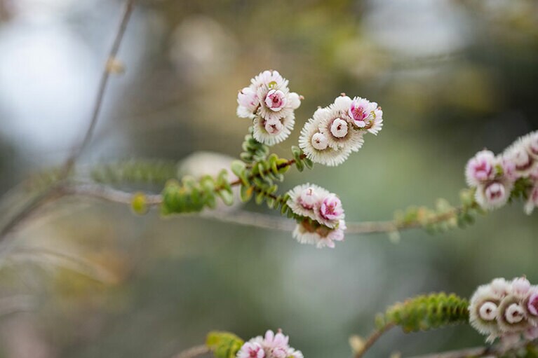 可憐なエリカの花。