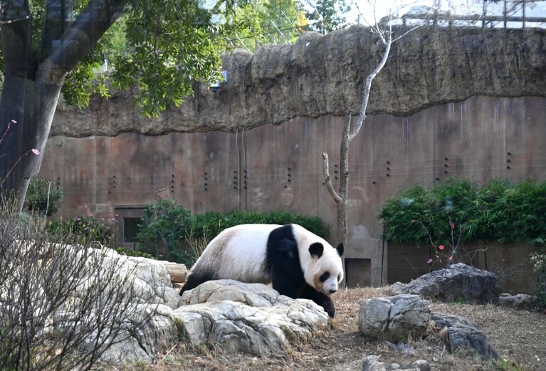 上野動物園にいたころの蕾蕾。このエリアはガラス越しでの観覧。（2025年12月9日、筆者撮影）