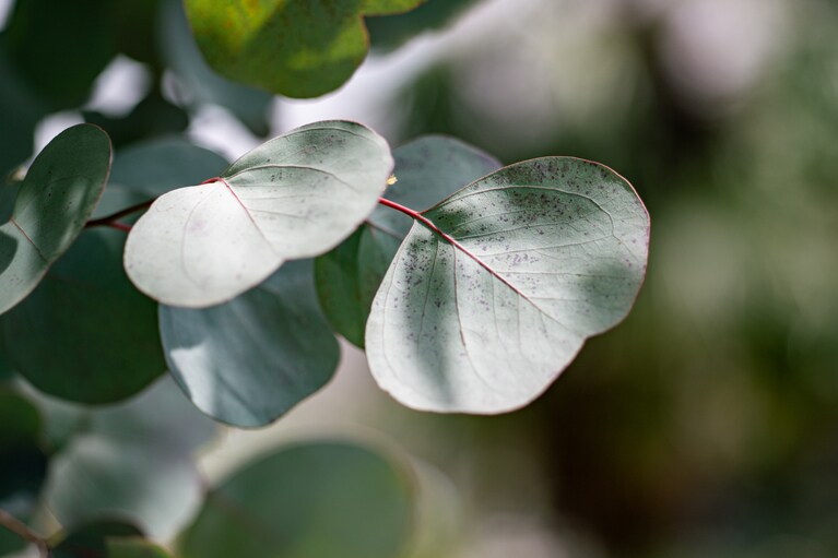 シンボルツリーのように大きなユーカリが。