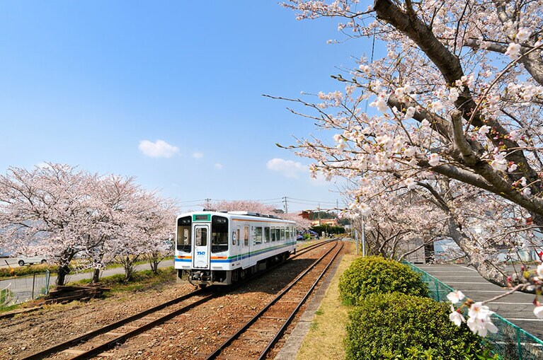 天竜浜名湖鉄道 桜木駅～原谷駅の桜並木／静岡県