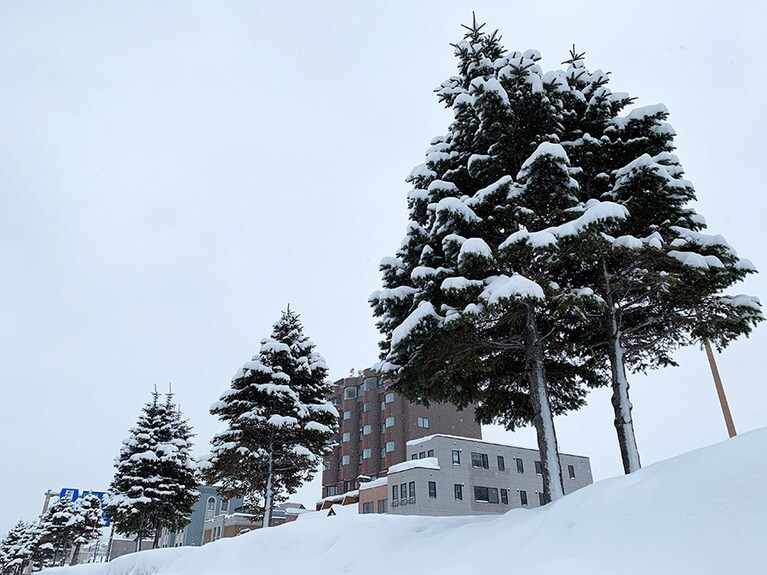 運河沿いの街路樹にも雪が積もってクリスマスツリーのよう。