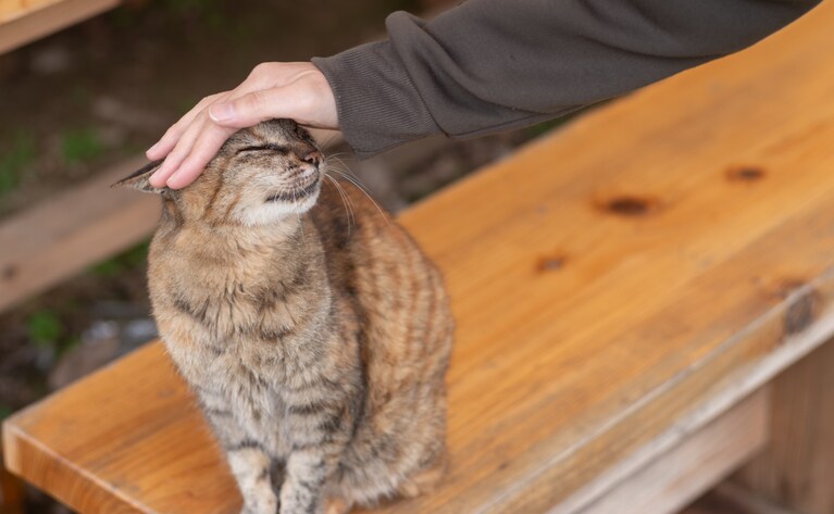 “私”がいなくても幸せな猫に。写真：rai／イメージマート