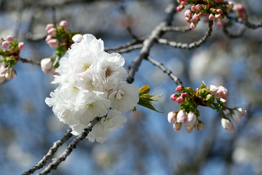 満開の桜とつぼみを一緒にパチリ。