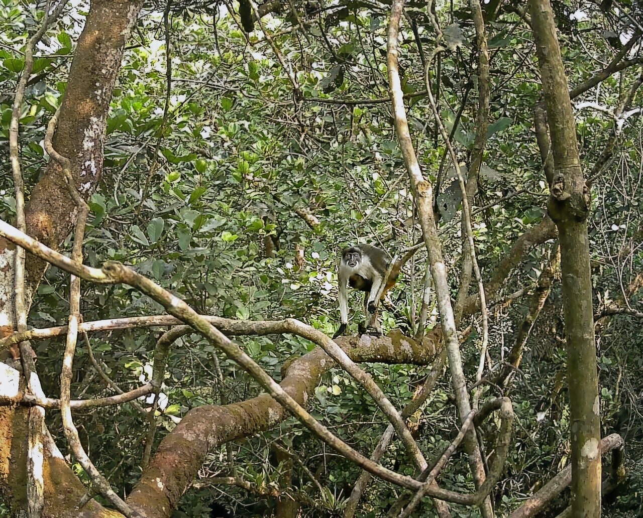 同デルタで撮影されたアカコロブス（サル）。