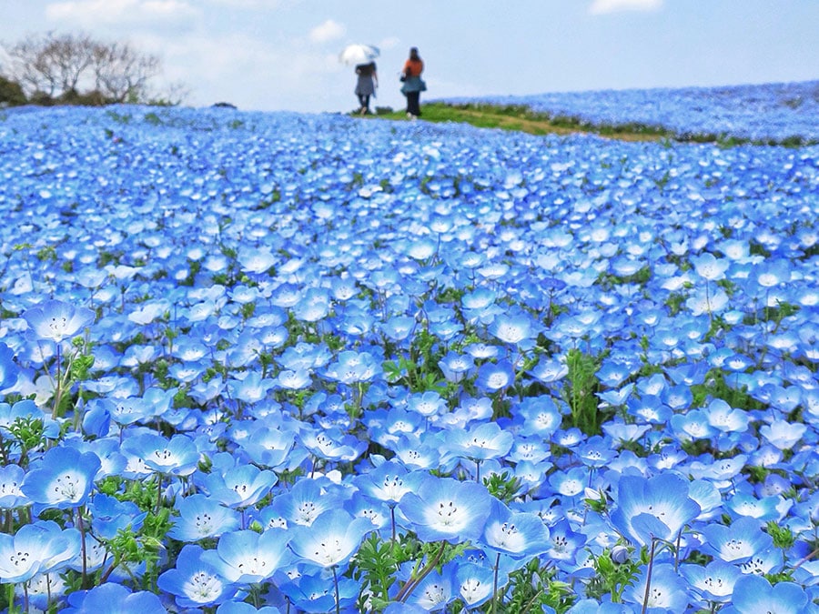 海の中道海浜公園のネモフィラ畑。