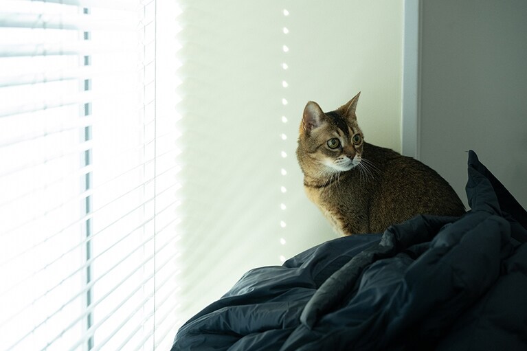 マロンさんは窓辺がお気に入り。