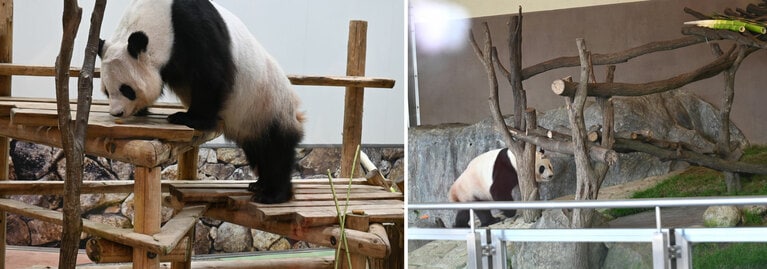 アドベンチャーワールドでの最終公開日。24歳の良浜（左）、8歳の結浜。