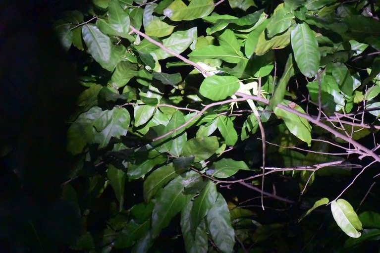 目がいいフィジアンは希少なタテガミフィジーイグアナもすぐに見つけてくれました。