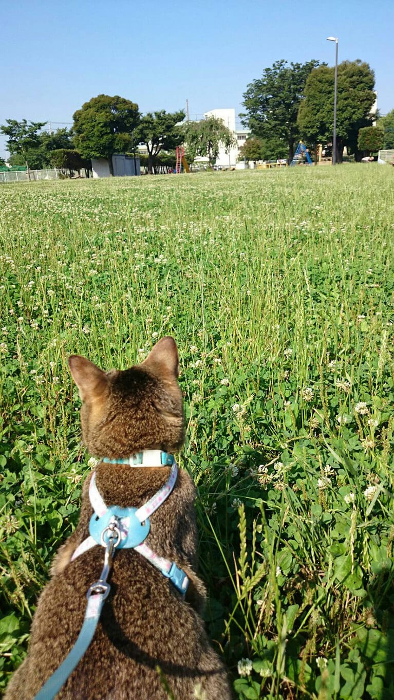 しょこら ♀ 12歳。家の近所の公園に散歩に行った思い出。緑と猫の後ろ姿が可愛くて好きな写真です！	（まきさん）