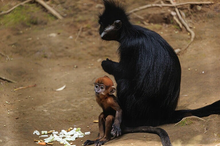 チョコとミント。
