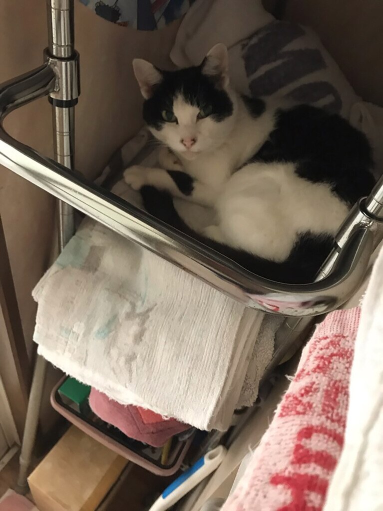 ラレン ♀ 13歳。風呂場近くのタオルを積んである棚にふと目をやると、この状態。あの〜タオル取りたいんですけど…。