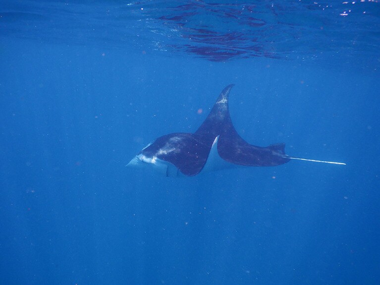 ガイドのザイードさんが指さす先にいたマンタ。スノーケリングはダイビングと違い、エキゾースト(排気)音がない分、幻想的に感じます。