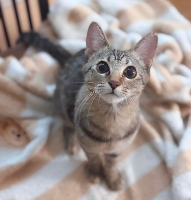 しず ♀ 5カ月。クリスマスの朝、飼い主の部屋着の上でニャーニャー（かまってかまって）アピール。可愛らしい上目遣いにほっこり（お刺身大好きさん）